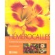 Les Hemerocalles - Rejean D. Millette