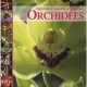 Les Orchidees - Vito Vigano