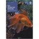 Le Poisson Rouge - Sperotti , Bianchi