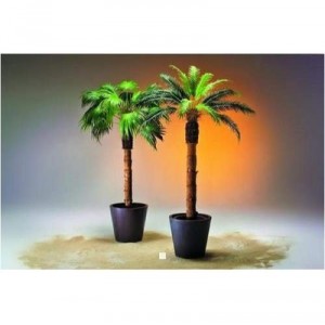 Phoenix Showcontroller Phoenix Canariese palm coconutbark 2,10m