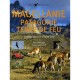 Magellanie, Patagonie, Terre De Feu , Voyage Dans Le Grand Sud - Alain Mahuzier , Sylvain Mahuzier