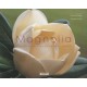 Magnolia , L'arbre Fleur Venu Du Nouveau Monde - Corine Langlois , Roland Jarcel