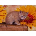 Clementoni - Puzzle - Kitten