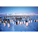 Clementoni - Puzzle - Penguin Colony
