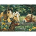 Ravensburger Jigsaw Puzzle - Horse Whisperers - 200 Pièces Xxl