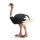 Schleich - Autruche - 14325