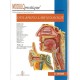 Oto-rhino-laryngologie - D. Mallay