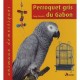 Perroquet Gris Du Gabon - Greg Glendell