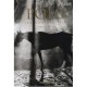 Polo , The Nomadic Tribe - Aline Coquelle