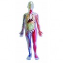 Brainstorm SmartLab - Corps Humain (Import Grande Bretagne)