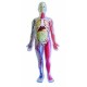 Brainstorm SmartLab - Corps Humain (Import Grande Bretagne)