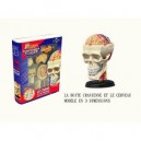 Buki Toys Buki - 26053 - Science Nature - Corps Humain - Crâne Cerveau