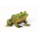 Bully Grenouille mâle