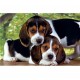 Clementoni - 302895 - Puzzle - Close Together - 500 pièces