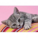 Clementoni - 303625 - Puzzle - Grey Kitten - 500 pièces