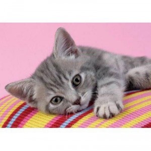 Clementoni - 303625 - Puzzle - Grey Kitten - 500 pièces