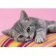 Clementoni - 303625 - Puzzle - Grey Kitten - 500 pièces
