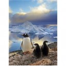 Clementoni-30375-Puzzle Enfant 500 pc-Penguins