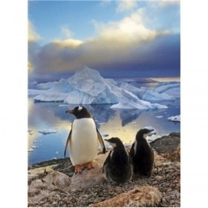 Clementoni-30375-Puzzle Enfant 500 pc-Penguins