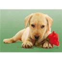 Clementoni-30392-Puzzle 500 pc-Dog with rose