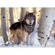 Clementoni - 31955 - Puzzle - 1500 Pièces - High Quality - Hiver