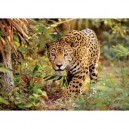 Clementoni - 319718 - Puzzle - Jaguar - 1500 pièces