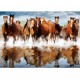 Clementoni - 319725 - Puzzle - Horses in the water - 1500 pièces