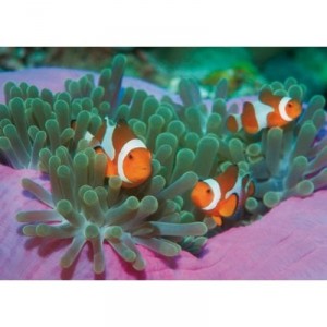 Clementoni - 39018 - Puzzle - 1000 Pièces - High Quality - Poissons Clown