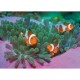 Clementoni - 39018 - Puzzle - 1000 Pièces - High Quality - Poissons Clown