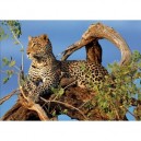 Clementoni - 39019 - Puzzle - 1000 Pièces - High Quality - Jaguar