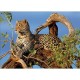 Clementoni - 39019 - Puzzle - 1000 Pièces - High Quality - Jaguar