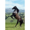 Clementoni - 39021 - Puzzle - 1000 Pièces - High Quality - Cheval Noir