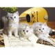 Clementoni - 390595 - Puzzle - Musician cats - 1000 pièces