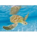 Clementoni - 390694 - Puzzle - Turtle Under Sea - 1000 pièces