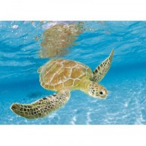Clementoni - 390694 - Puzzle - Turtle Under Sea - 1000 pièces