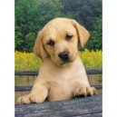 Clementoni - 390700 - Puzzle - Cute Puppy - 1000 pièces