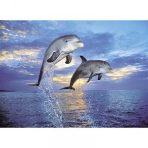 Clementoni - Puzzle - Delfini