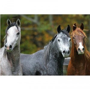 Educa toys Educa - Puzzle 1000 pièces - Chevaux arabes