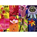 Jumbo - Puzzle 1000 pièces - Mosaïque de fleurs