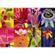 Jumbo - Puzzle 1000 pièces - Mosaïque de fleurs