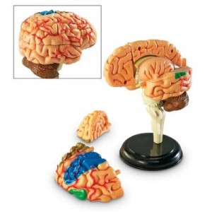 Learning Resources - Modèle de cerveau - Langue: anglais (Import Grande Bretagne)
