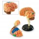 Learning Resources - Modèle de cerveau - Langue: anglais (Import Grande Bretagne)
