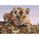 Nathan - 86811 - Puzzle Enfant - Jeune Tigre - 150 Pièces (Nathan)