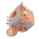 Nattou - Zamis - 455367 - Eveil - Cube Multi-activités (Nattou)