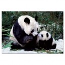 Educa - 1000 pièces - Les Pandas