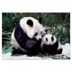 Educa - 1000 pièces - Les Pandas