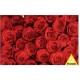 Piatnik - Puzzle 1000 pièces - Roses Rouge