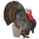 Plastoy - 2429-29 - Figurine - Animal - Dindon