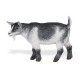 Plastoy - 2451-29 - Figurine - Animal - Chevre Naine