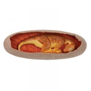Plastoy - 9702-09 - Figurine - Animal - Bebe Dino dans son oeuf